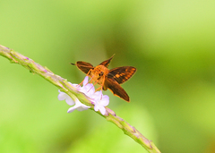 Oriens goloides