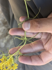 Sartwellia flaveriae