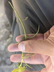 Sartwellia flaveriae