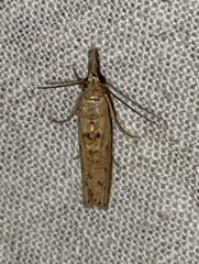 Macrorrhinia endonephele