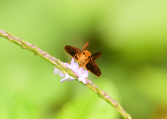 Oriens goloides