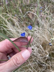 Commelina dianthifolia