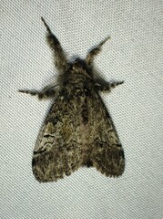 Dasychira vagans