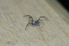 Steatoda nobilis