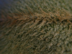 Elaphoglossum paleaceum