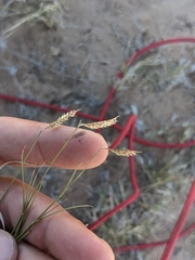 Bouteloua breviseta