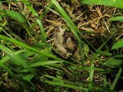 Xanthorhoe lacustrata