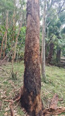 Eucalyptus planchoniana