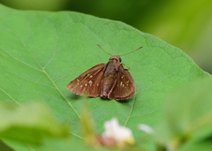 Pelopidas assamensis