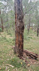 Eucalyptus tindaliae