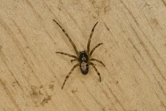 Steatoda nobilis