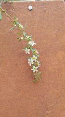 Leptospermum polygalifolium