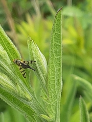 Urophora stylata