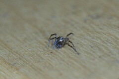 Steatoda nobilis