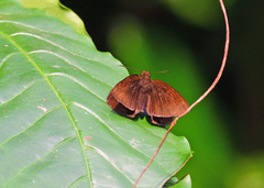 Ancistroides nigrita