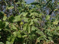 Passiflora vesicaria