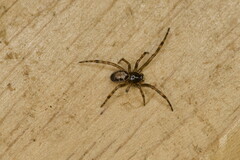 Steatoda nobilis
