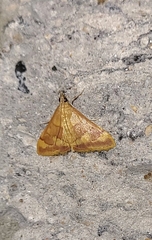 Pyrausta pseudonythesalis