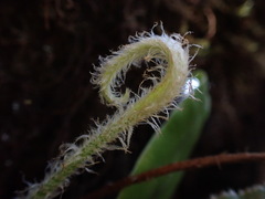 Elaphoglossum paleaceum