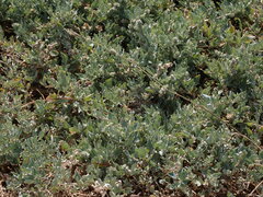 Atriplex maximowicziana