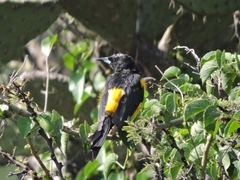 Icterus wagleri