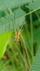 Leucauge celebesiana