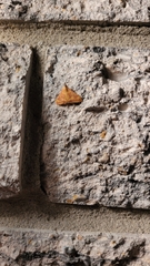 Pyrausta pseudonythesalis