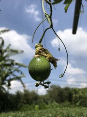 Passiflora edulis