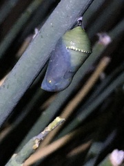 Danaus gilippus