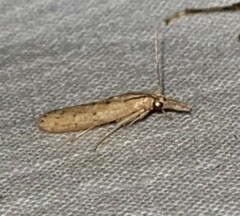 Macrorrhinia endonephele