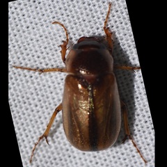 Phyllophaga bruneri