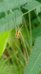 Leucauge celebesiana