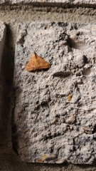 Pyrausta pseudonythesalis