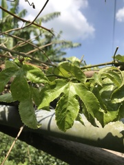 Passiflora edulis