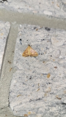 Pyrausta pseudonythesalis
