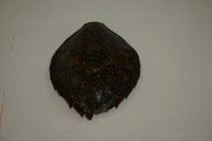 Eretmochelys imbricata