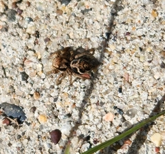 Habronattus coecatus