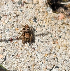 Habronattus coecatus