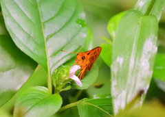 Oriens goloides