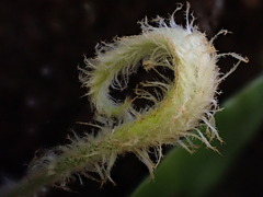 Elaphoglossum paleaceum