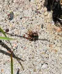 Habronattus coecatus