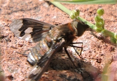 Exoprosopa pueblensis