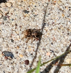 Habronattus coecatus