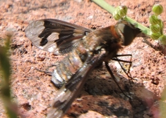 Exoprosopa pueblensis