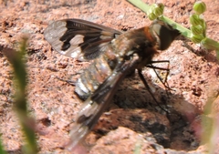 Exoprosopa pueblensis