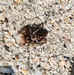 Habronattus coecatus