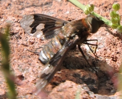 Exoprosopa pueblensis