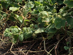 Passiflora vesicaria