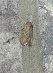 Spodoptera eridania