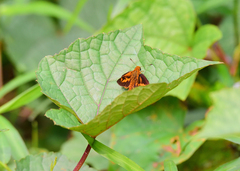 Oriens goloides